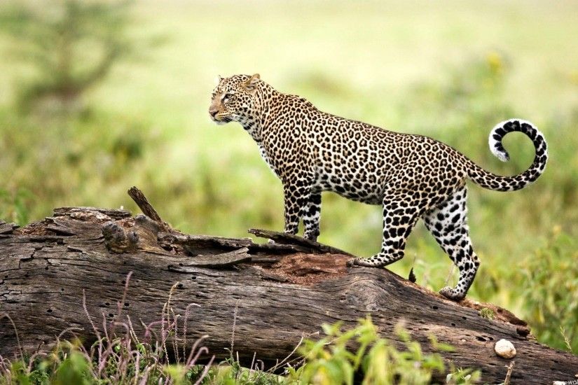 Leopard Wildlife