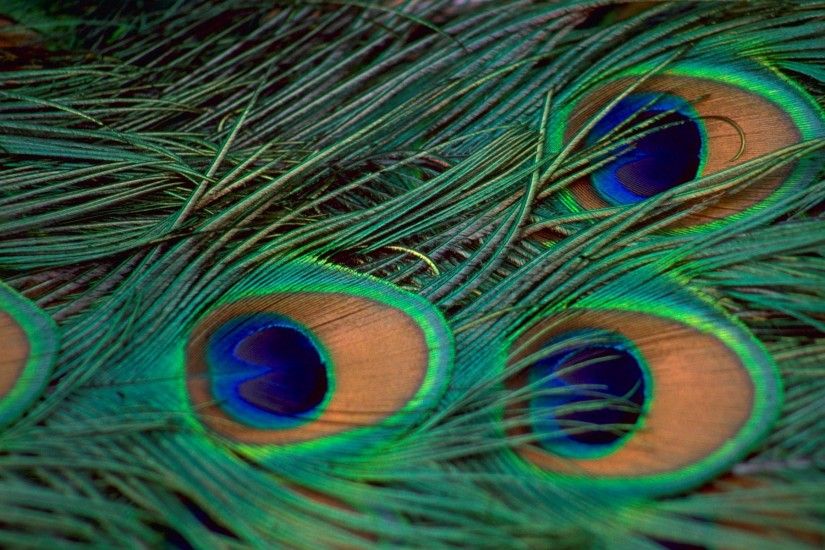 Peacock Bird Feathers Wallpaper-10