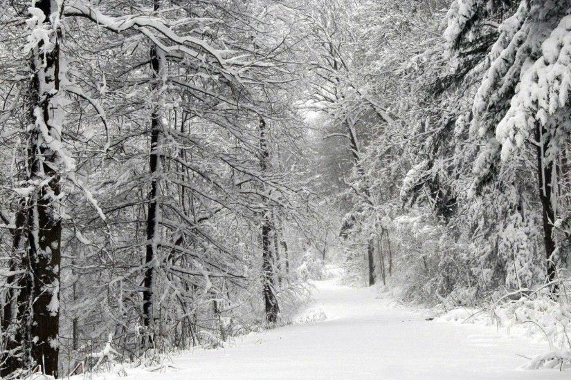 snowy-forest-wallpaper.jpg