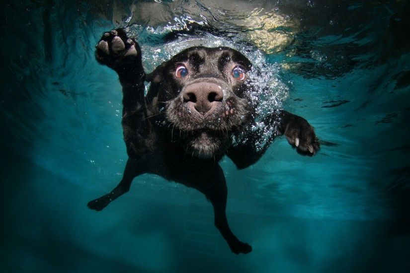 Black Labrador Retriever Under Water HD Wallpaper
