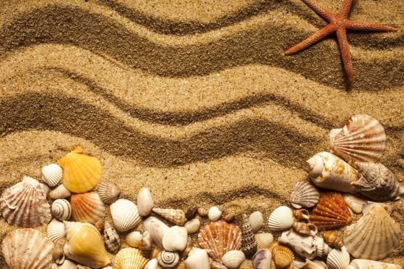 sand texture beach marine seashells starfish shell sand