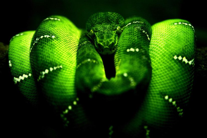 You can download Neon Green Snake in your computer by clicking .