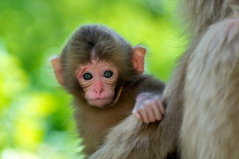 Cute monkey baby animal wallpaper