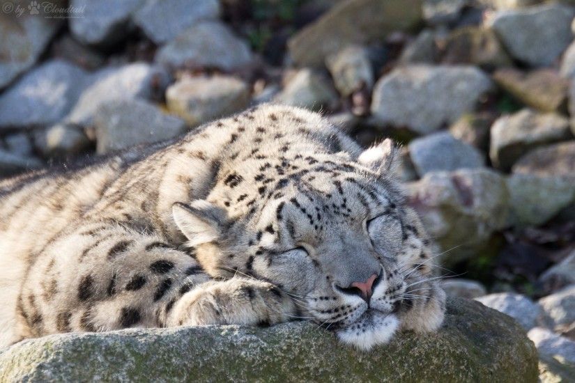 snow leopard snow leopard cat stones sleeping sports sleeping