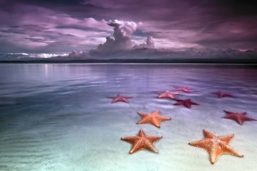 Starfish wallpapers HD