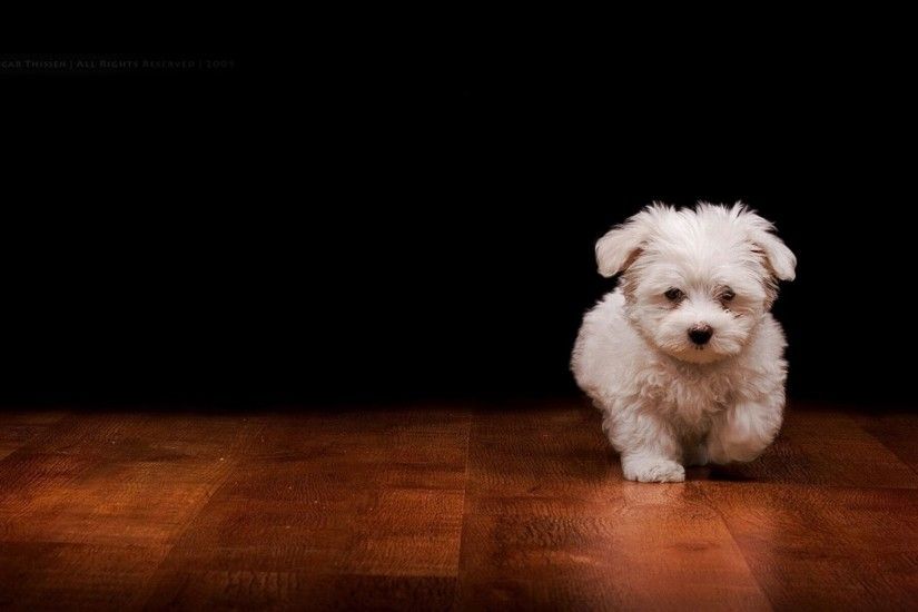 ... cute dog wallpaper background - HD Desktop Wallpapers | 4k HD ...