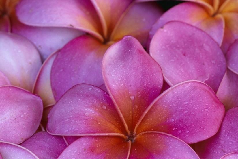 Hawaiian Plants and Tropical Flowers A guide to the
