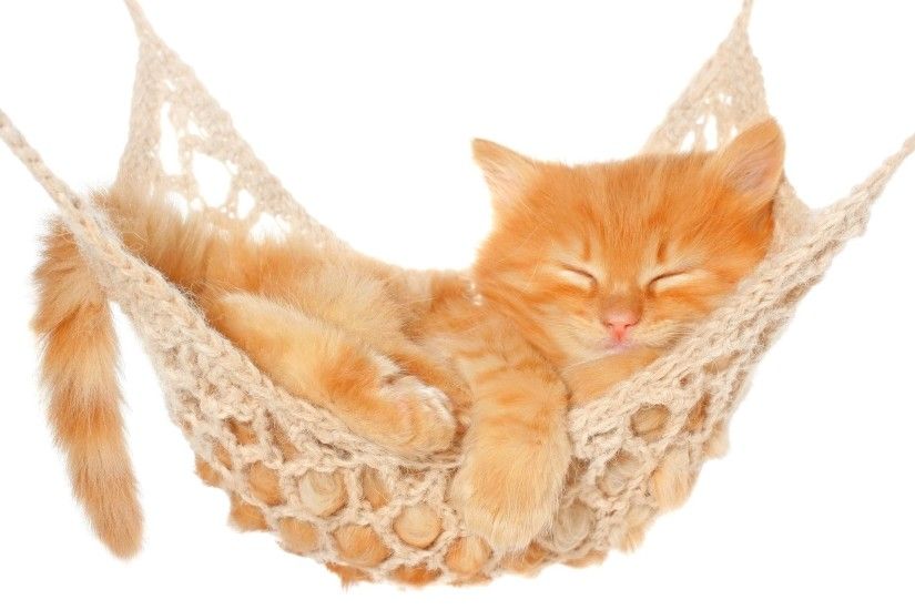 cat cat sleeping sports hammock white background
