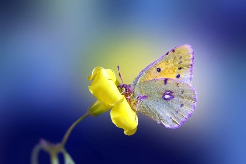 desktop wallpaper for butterfly