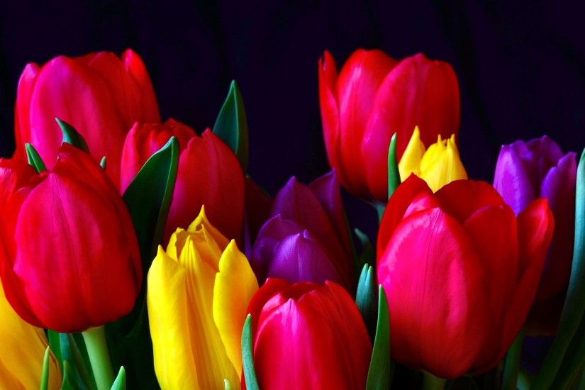Earth - Tulip Colorful Flower Red Wallpaper