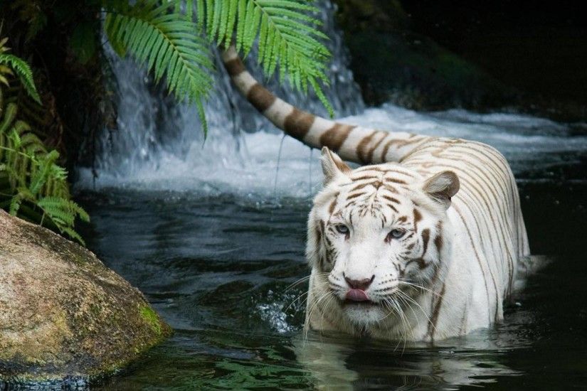 Tiger White Tiger HD Wallpaper Ã¢€“ World HD Wallpapers