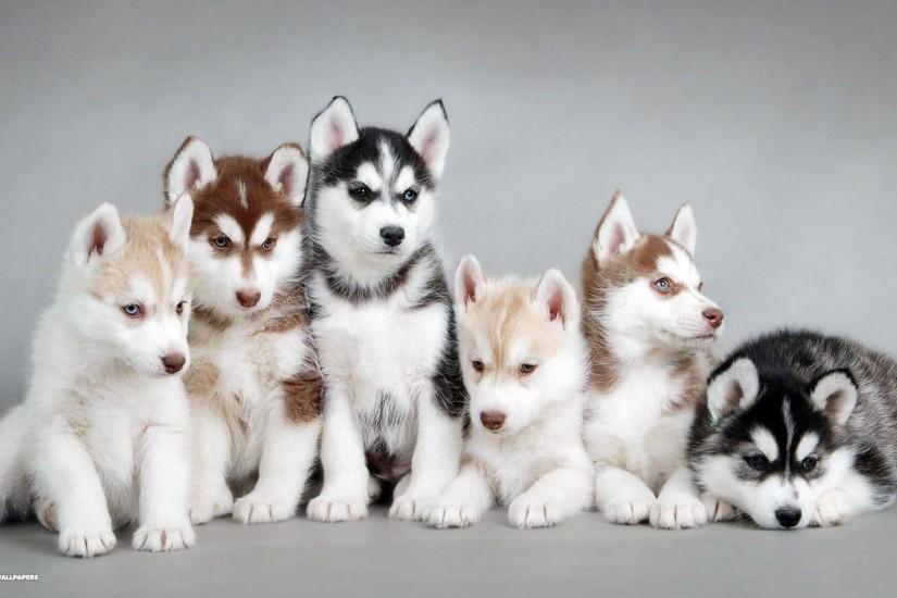 Wolf-Siberian-Husky-Dog-Wallpaper-Baby wolf animal HD free .