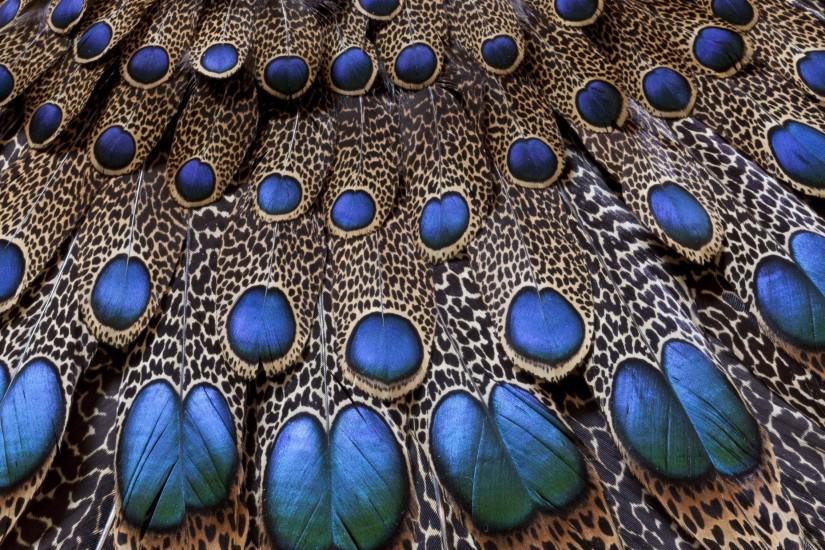 Feathers Peacock Light Background Texture wallpaper #