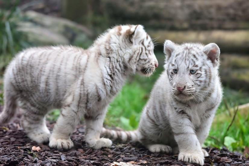Animal White Tiger Wallpaper