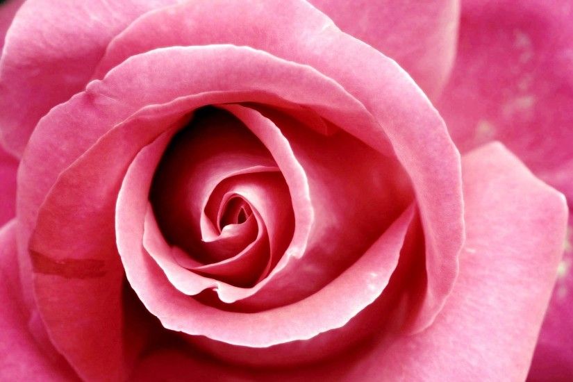 Hot Pink Rose Black Background ...