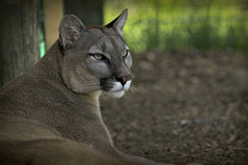 Wallpaper Puma, Cougar, Wolf, Mountain lion, Wildcat HD, Picture, Image