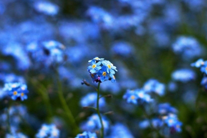 Blue Flowers Wallpapers: Blue Flowers Wallpaper - Photolabels.co