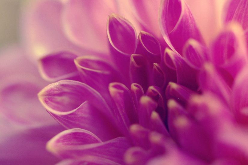 Purple Flower Background For Download