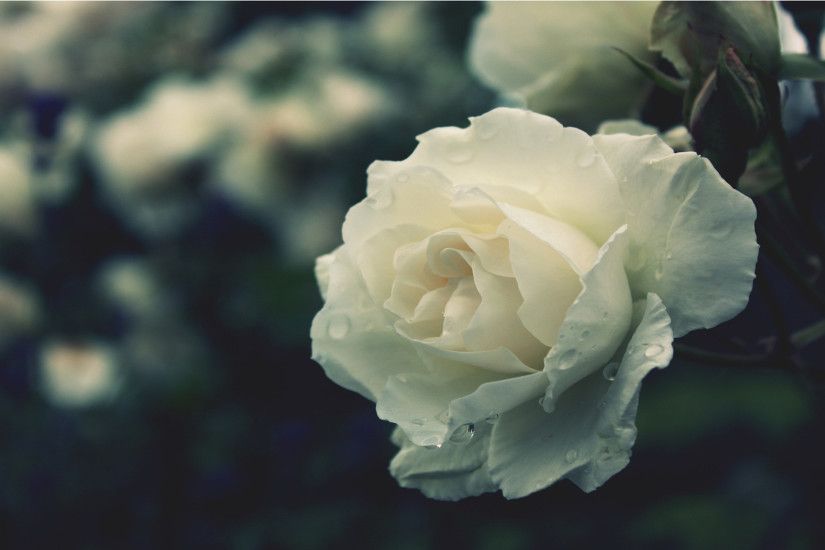 White Roses HD Wallpapers Free Download