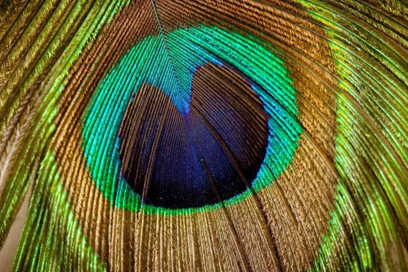 desktop peacock feathers hd wallpaper