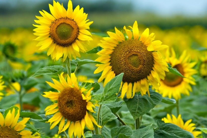 sunflower backgrounds for laptop