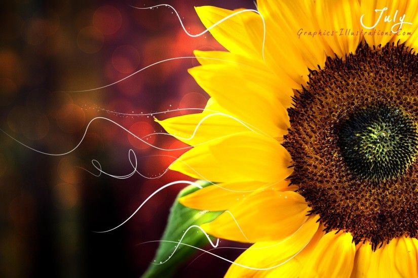 ... Sunflower Desktop Wallpaper