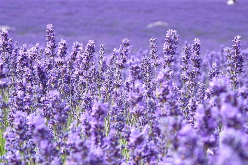 Field-Of-Purple-Flowers-Wallpaper