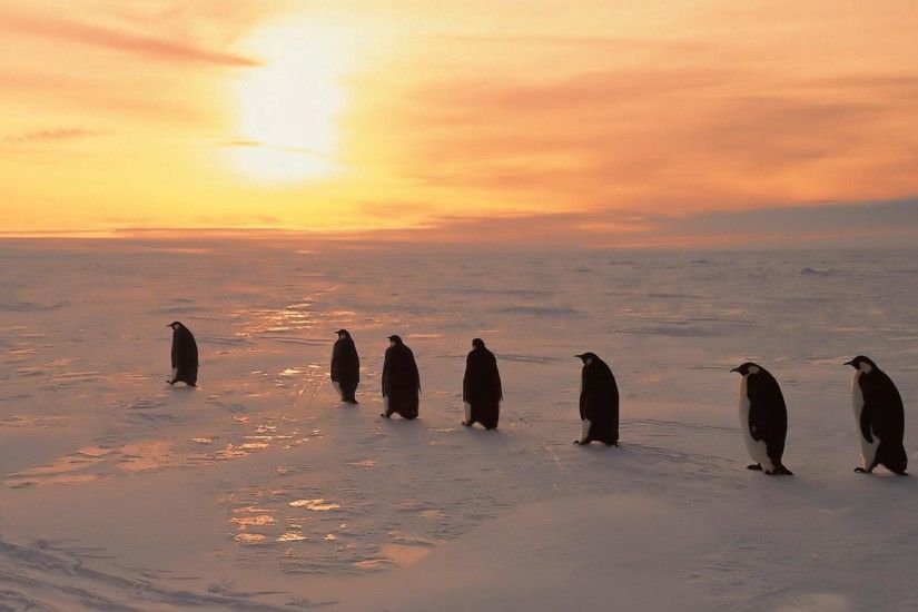 Penguins Sunset