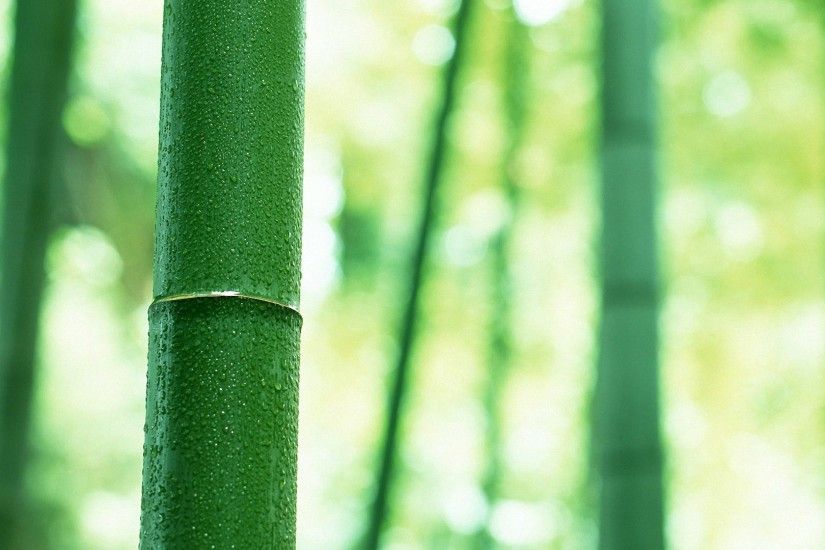 pretty green bamboo HD wallpapers