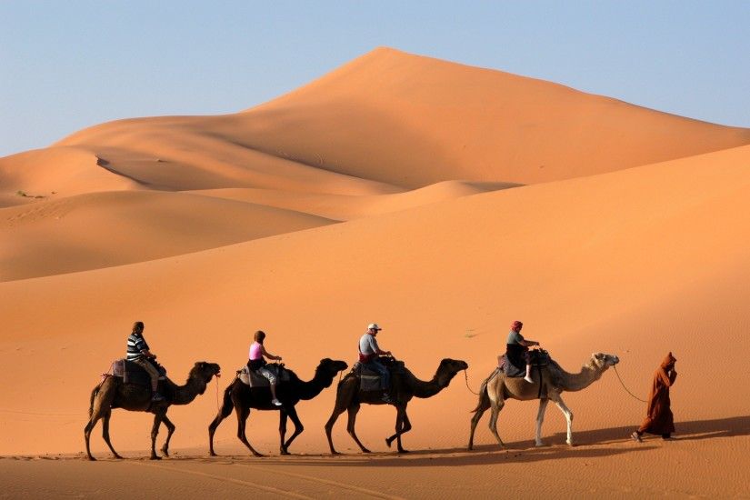 Four Camels in Desert