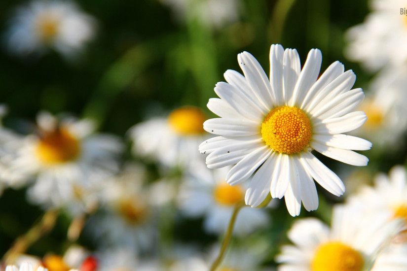 daisy-flower-hd-desktop backround