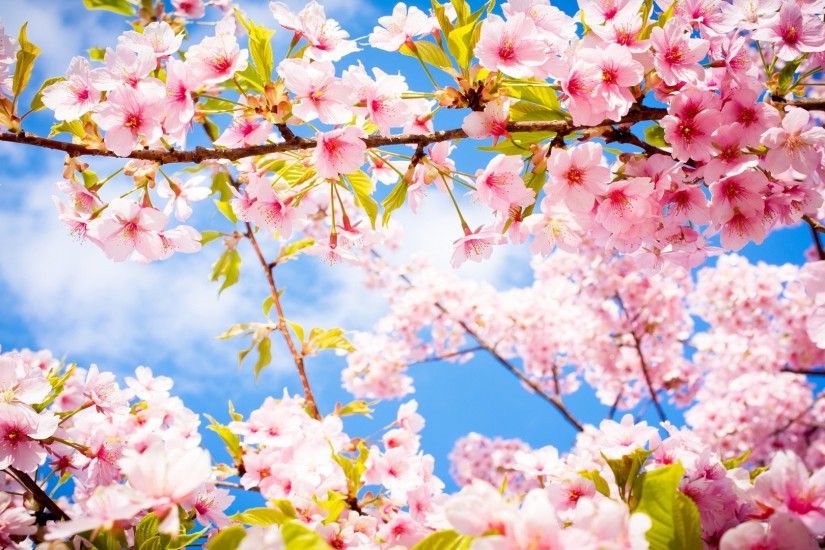 Lovely Cherry Blossom Wallpapers to brighten your Desktop | HD Wallpapers |  Pinterest | Blossom trees, Tree wallpaper and Cherry blossoms
