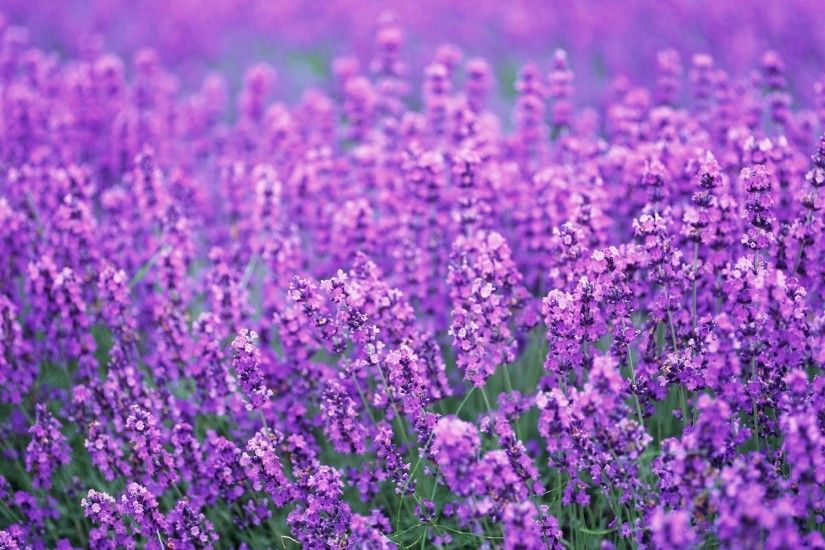 Lavender-Purple-Flowers-Wallpapers