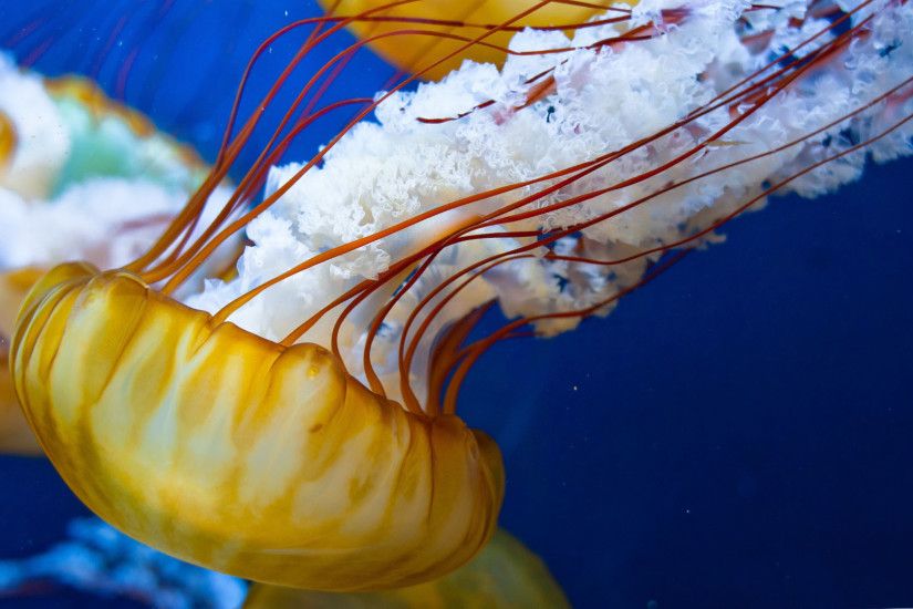 Beautiful Jellyfish HD Wallpaper Wallpaper
