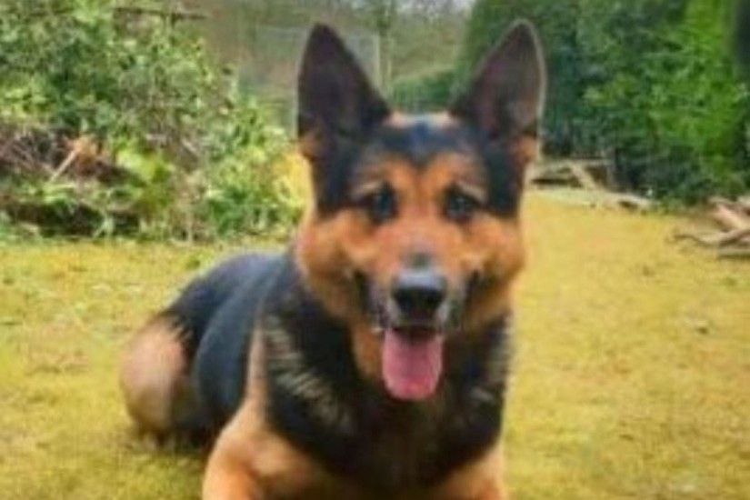 Police dog breaks neck in two places while chasing suspected thieves | The  Independent