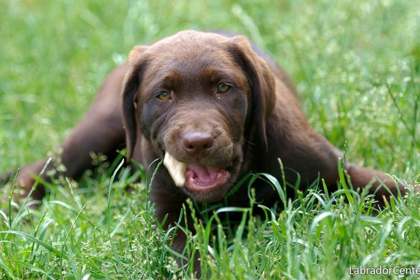 Chocolate(Brown) Labrador Pup in the Grass
