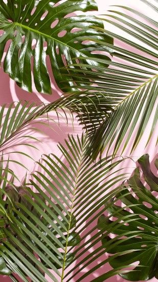 1242x2208 west-elm-tropical-leaves-wallpaper.jpg (1242Ã2208