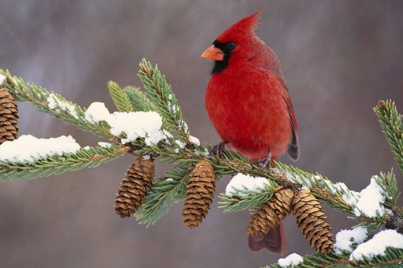 Animals Â» cardinal bird color branch snow Hd animals Wallpaper