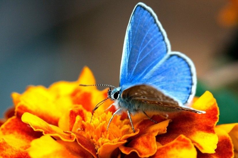 landscape-macro-photography-blue-butterfly-wallpaper