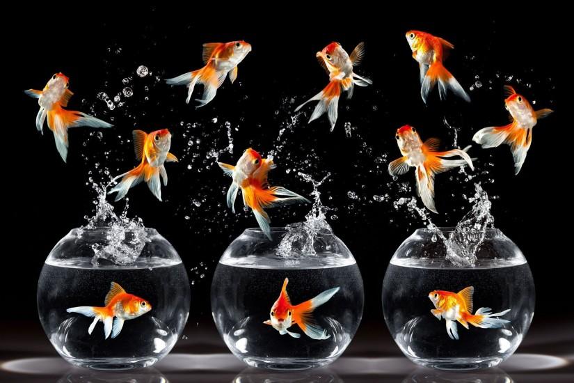 jewelry desktop backgrounds hd | Star Fish Desktop Aquarium Happy And Water  Hd 2560x1600 HD Wallpaper
