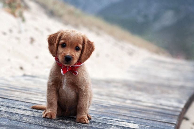 Cute Little Puppy Dog - See more cute puppy pictures and dog training tips  at TrainMyPuppies