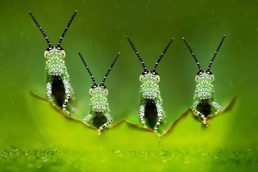Z wallpaper grasshoppers wonderful