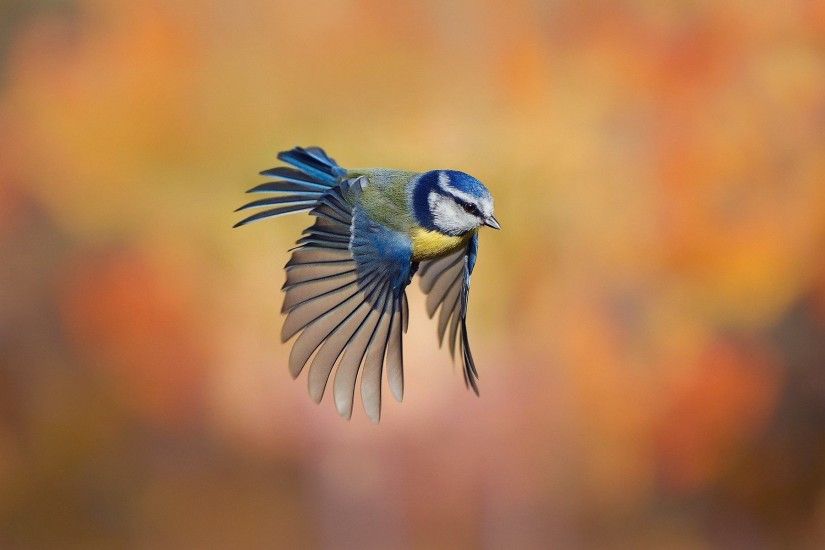 Blue, Bird, Flying, Hd, Wallpaper, Amazing, High Resolution, Stock Photos,  1920Ã1200 Wallpaper HD