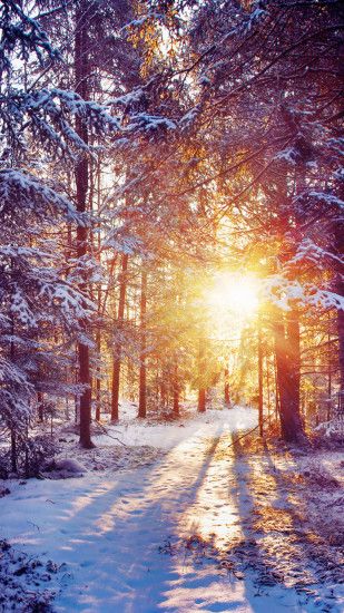 Winter Sunset Shining Through Forest Trees iPhone 6 Plus HD Wallpaper