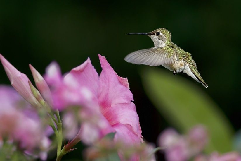 hummingbird wallpaper background 2671