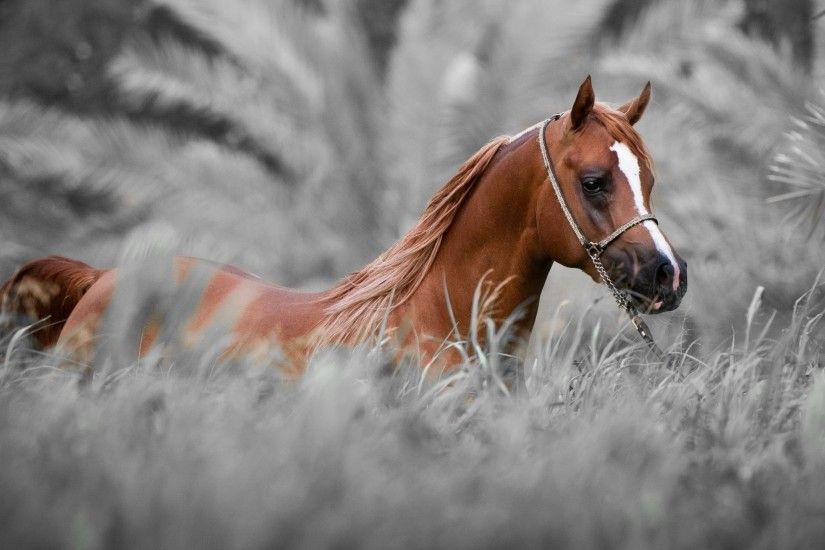 ... Horses HD desktop wallpaper : Widescreen : High Definition .