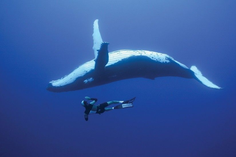 2560x1600 Diving with whales Wallpaper