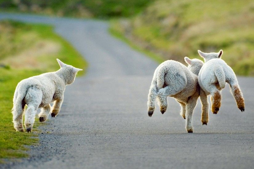 ... Sheep Farm Wallpaper HD Download For Desktop and Mobile