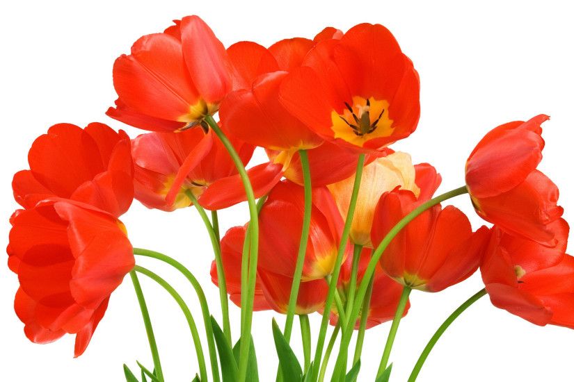 Beautiful Tulips Flower Wallpaper For Desktop, PC Mobile 1920Ã1200