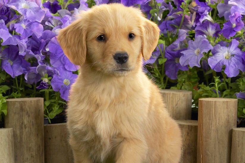 Preview Yellow Labrador Puppies | feelgrafix.com | Pinterest | Labradors,  Retriever puppies and Animal categories